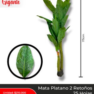 MATA PLATANO 2 RETOÑOS